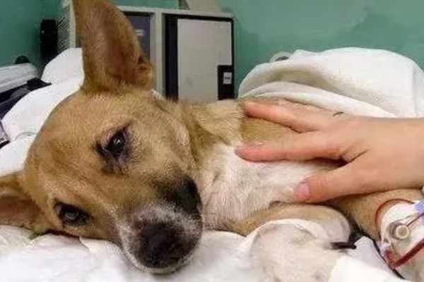 狗一氧化碳中毒的简介，会出现困倦、嗜睡等症状