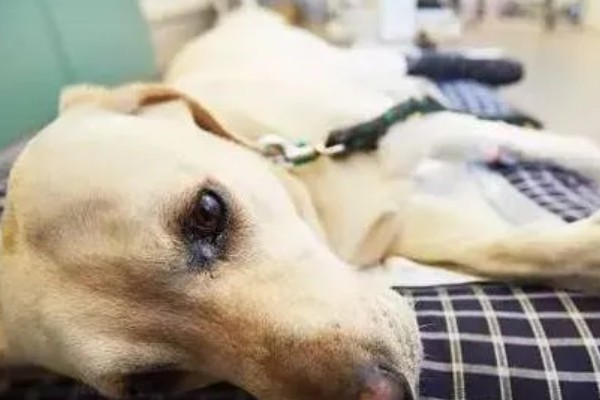 狗一氧化碳中毒的简介，会出现困倦、嗜睡等症状