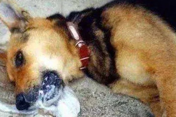 狗一氧化碳中毒的简介，会出现困倦、嗜睡等症状