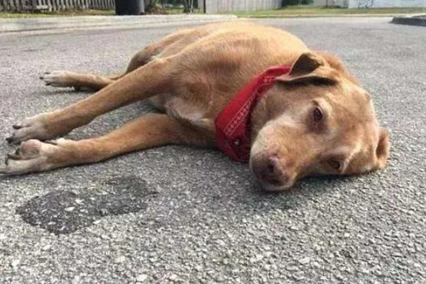 狗一氧化碳中毒的简介，会出现困倦、嗜睡等症状