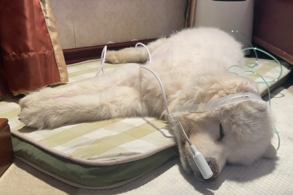 狗一氧化碳中毒的简介，会出现困倦、嗜睡等症状