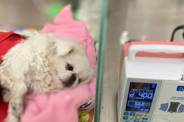 狗一氧化碳中毒的简介，会出现困倦、嗜睡等症状