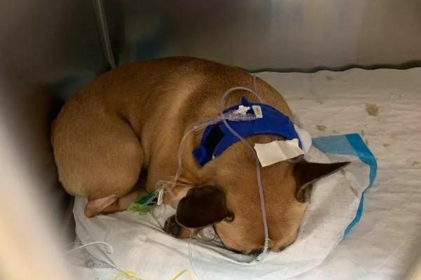 狗一氧化碳中毒的简介，会出现困倦、嗜睡等症状