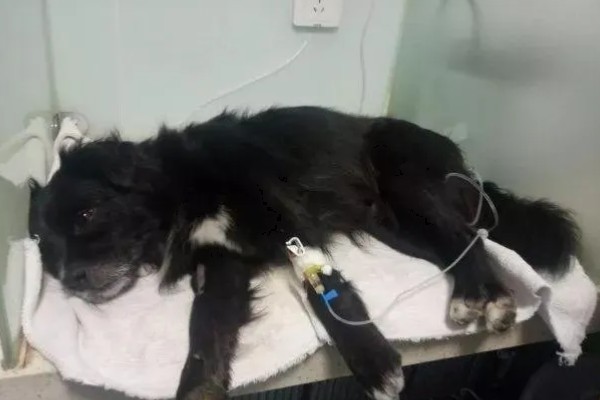 狗一氧化碳中毒的简介，会出现困倦、嗜睡等症状