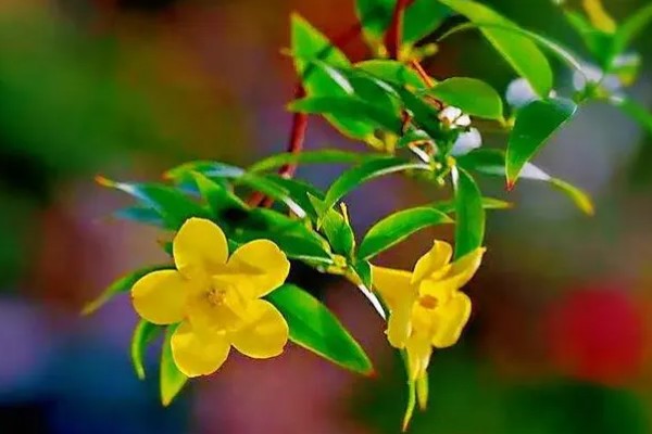 金钩吻的花语是什么，花语是独爱你一人