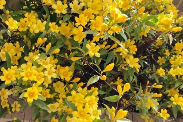 金钩吻的花语是什么，花语是独爱你一人