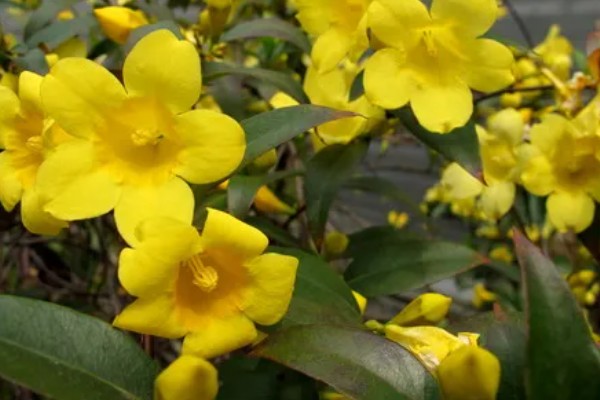 金钩吻的花语是什么，花语是独爱你一人