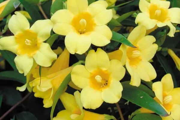 金钩吻的花语是什么，花语是独爱你一人