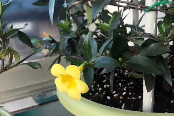 金钩吻的花语是什么，花语是独爱你一人