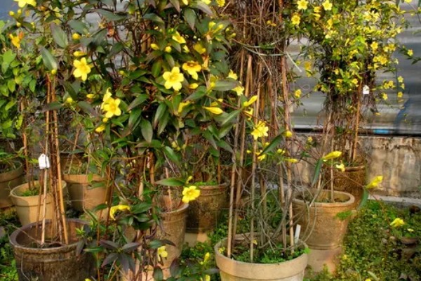 金钩吻的花语是什么，花语是独爱你一人