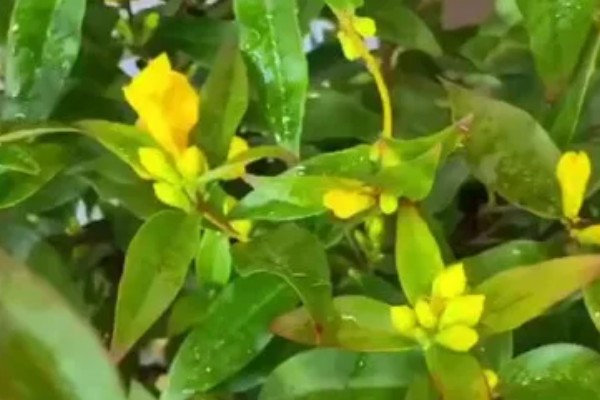 金钩吻的花语是什么，花语是独爱你一人