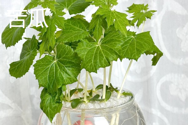 蔬菜的种类，主要分为以下7种