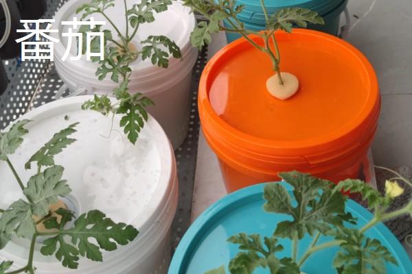 蔬菜的种类，主要分为以下7种