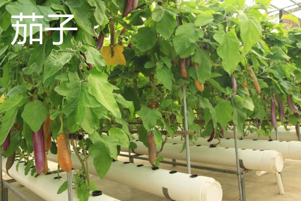 蔬菜的种类，主要分为以下7种