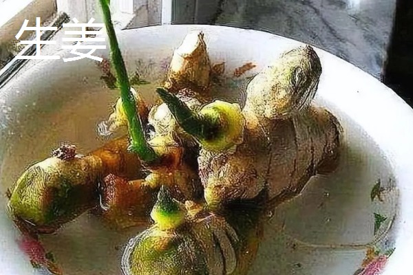 蔬菜的种类，主要分为以下7种