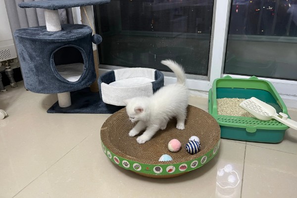 饲养犬猫的必备物品，有窝、粮食等