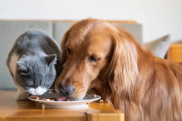 饲养犬猫的必备物品，有窝、粮食等