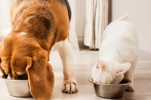饲养犬猫的必备物品，有窝、粮食等