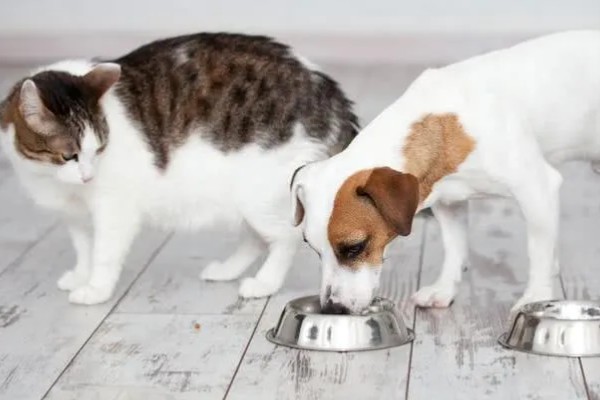 饲养犬猫的必备物品，有窝、粮食等
