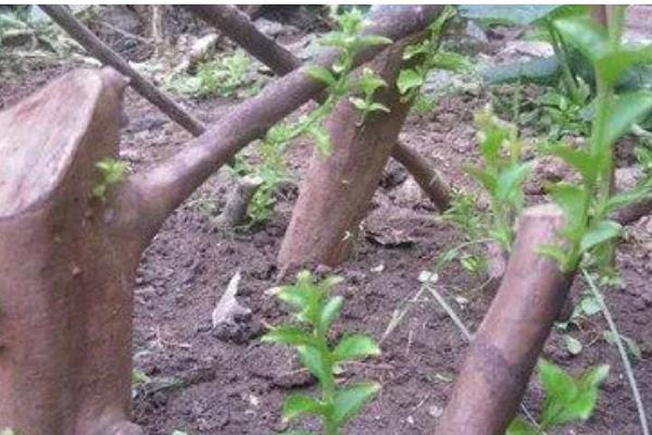 紫薇的嫁接方法，可采用劈接法等