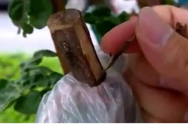 紫薇的嫁接方法，可采用劈接法等
