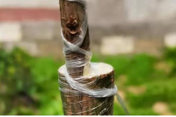 紫薇的嫁接方法，可采用劈接法等