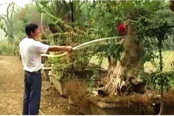 紫薇的嫁接方法，可采用劈接法等