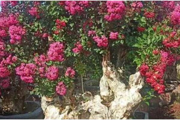 紫薇的嫁接方法，可采用劈接法等