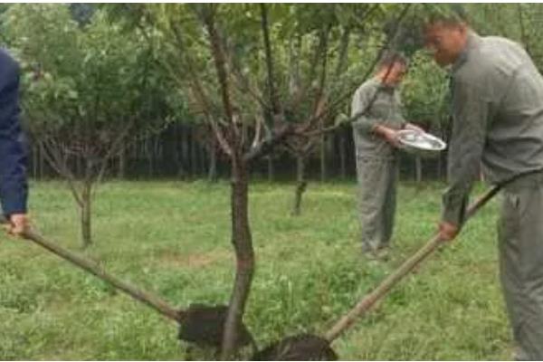 紫薇的嫁接方法，可采用劈接法等
