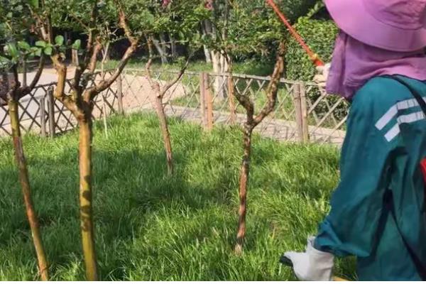 紫薇的嫁接方法，可采用劈接法等