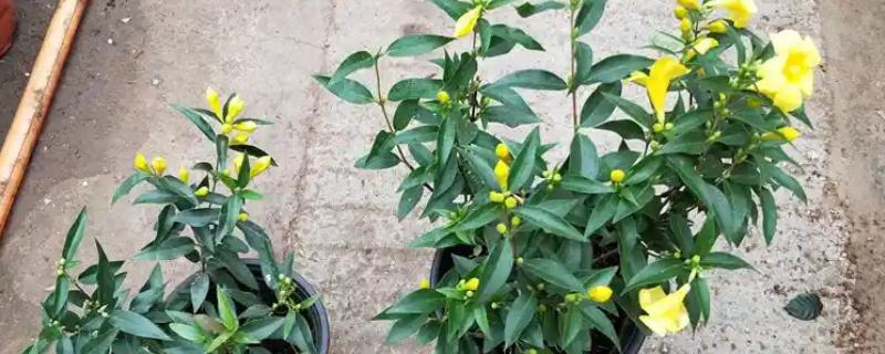 法国香水藤茉莉一年开多少次花，一年开1-2次花