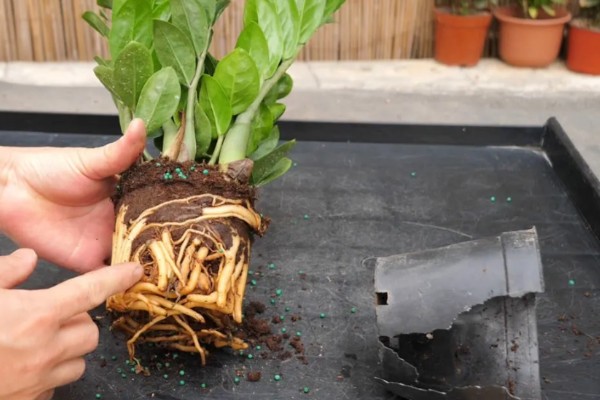 金钱树烂根怎么办,剪除烂根并换土重栽