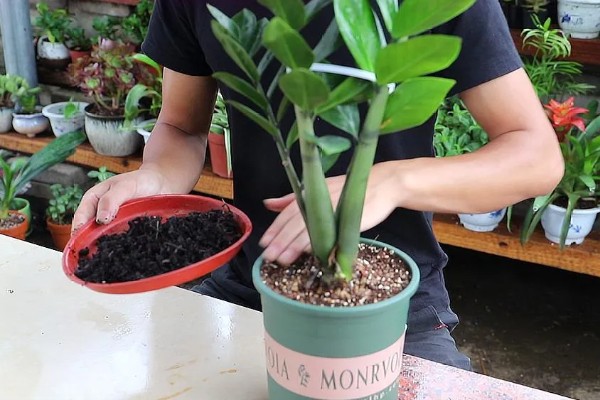 金钱树烂根怎么办,剪除烂根并换土重栽