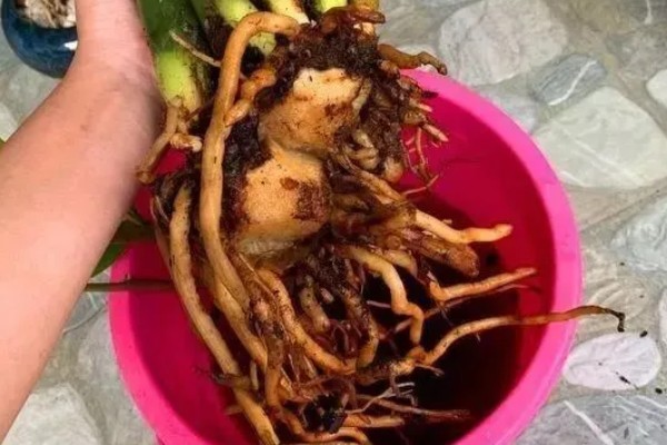 金钱树烂根怎么办,剪除烂根并换土重栽