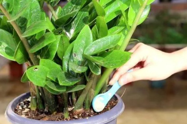 金钱树烂根怎么办,剪除烂根并换土重栽