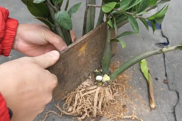 金钱树烂根怎么办,剪除烂根并换土重栽