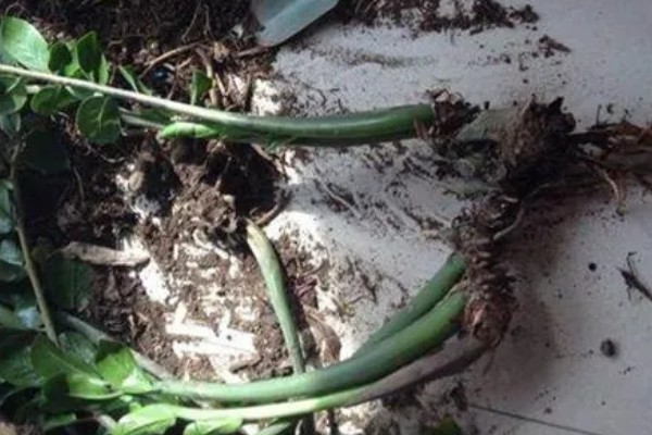 金钱树烂根怎么办,剪除烂根并换土重栽