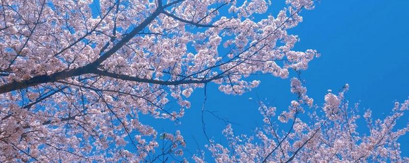 樱花的寓意，寓意纯洁、浪漫等