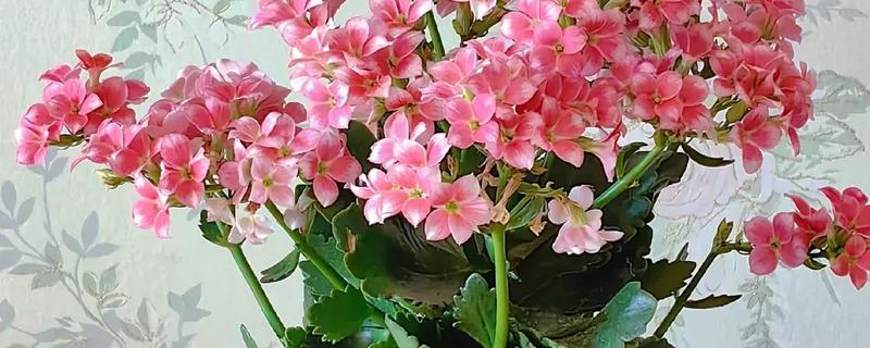 长寿花有没有毒，长寿花没有毒