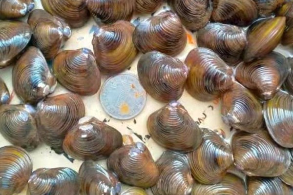 蚬子是哪种动物，是小型淡水贝类