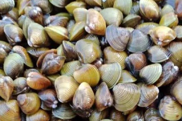 蚬子是哪种动物，是小型淡水贝类