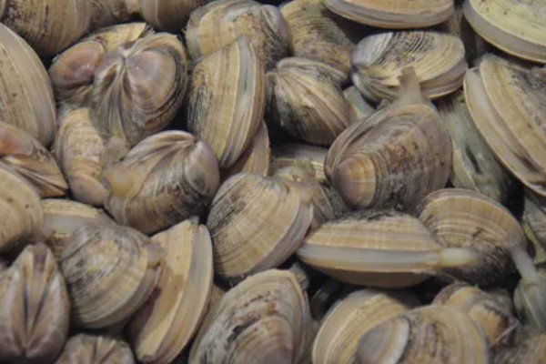 蚬子是哪种动物，是小型淡水贝类