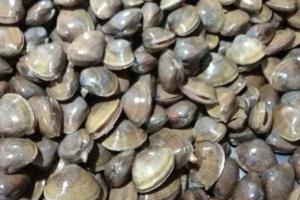 蚬子是哪种动物，是小型淡水贝类