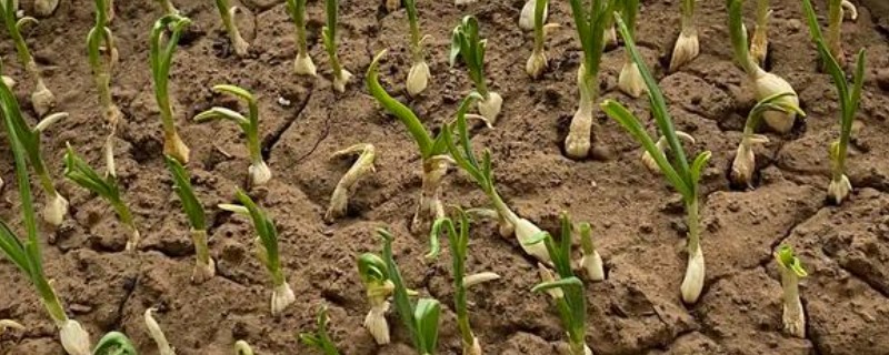 种蒜苗用什么土，选择排水性好的土壤中
