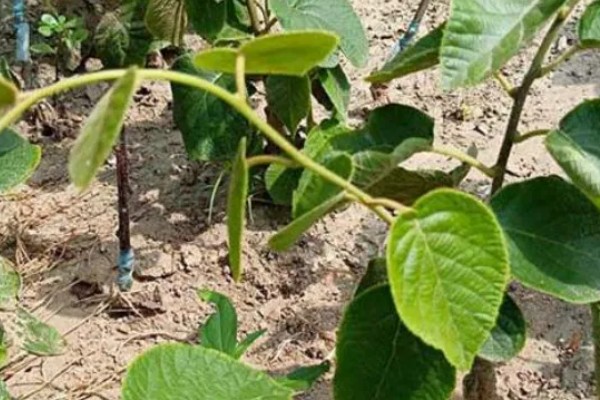 猕猴桃什么时候扦插，7-9月份比较合适