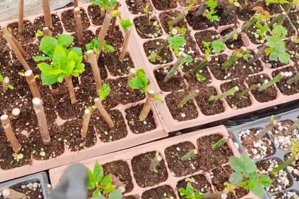 猕猴桃什么时候扦插，7-9月份比较合适