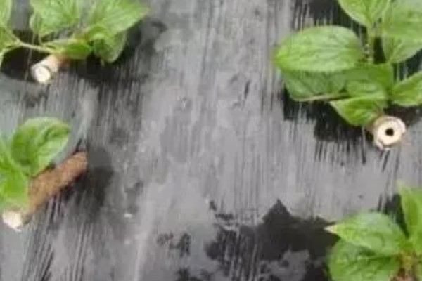 猕猴桃什么时候扦插，7-9月份比较合适