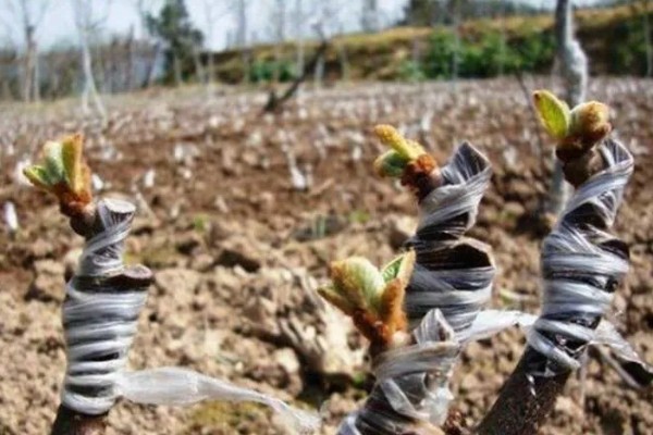 猕猴桃什么时候扦插，7-9月份比较合适