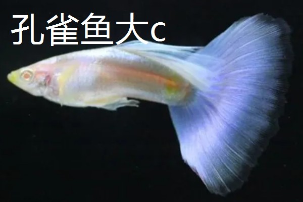 孔雀鱼大c和小c的区别，区别就是背鳍的拉丝