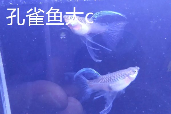 孔雀鱼大c和小c的区别，区别就是背鳍的拉丝